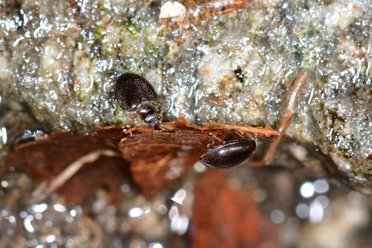 Scirtidae: Hydrocyphon sp. opp. Cyphon sp. con exuvie